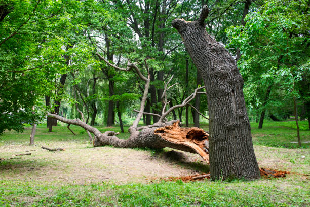 How Our Tree Care Process Works  in  Omega, GA